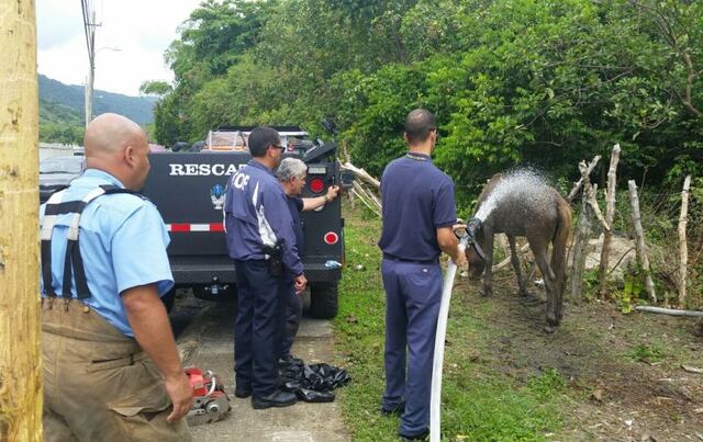 Rescatan yegua atrapada en un pantano en Yabucoa