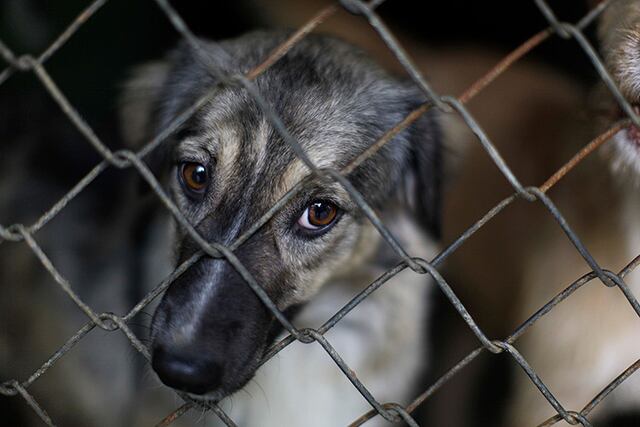 Arrestan a mujer que tenía decenas de perros maltratados en Arizona