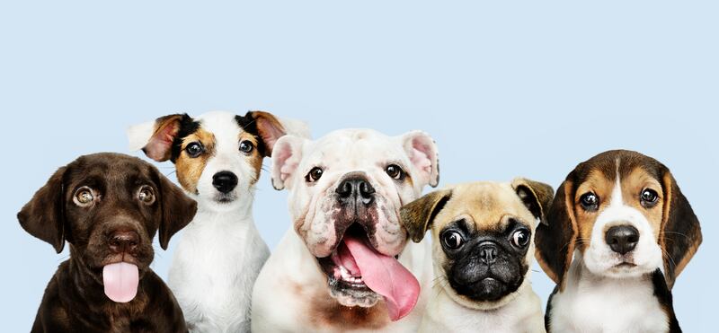 Muchos perros muestran un interés especial por programas en los que aparecen animales, sobre todo de su propia especie, y documentales de naturaleza, de acuerdo con diferentes estudios. Foto: Freepik.