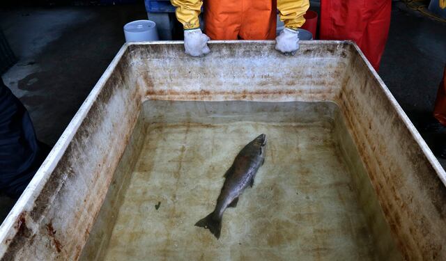 Reguladores de  Estados Unidos revisarán sustancia química en neumáticos que causa la muerte de salmones