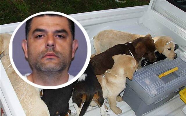 Veterinario traficaba heroína a Estados Unidos dentro de perros