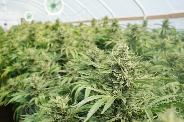 Cuesta arriba que instituciones financieras trabajen con dispensarios de cannabis