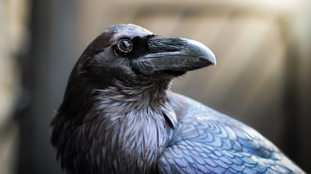 Científicos explican por qué los cuervos son de las aves más inteligentes del planeta