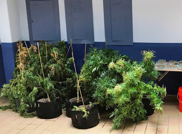 Hallan invernadero de marihuana en medio de investigación policial