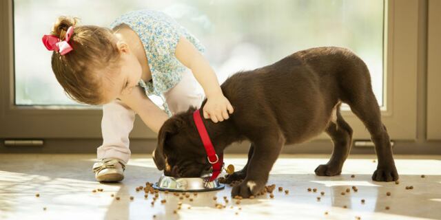 Razones por las cuales una mascota hace un mejor hogar