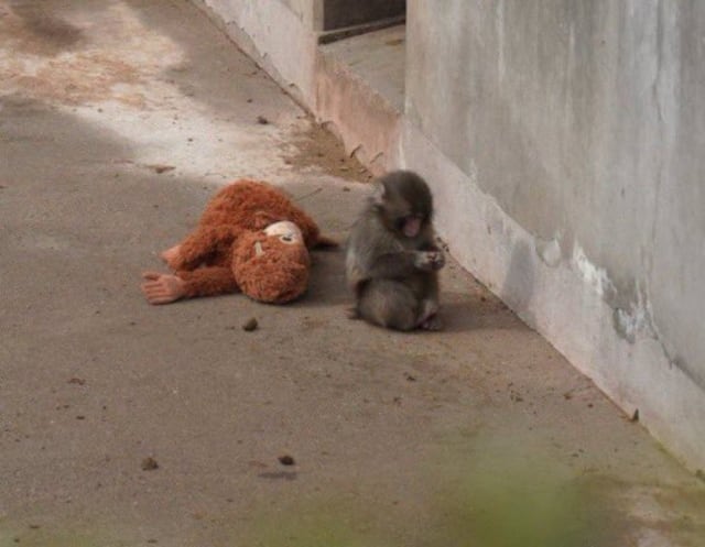 Zoológico responde tras video viral de mono bebé arrastrado por otro simio