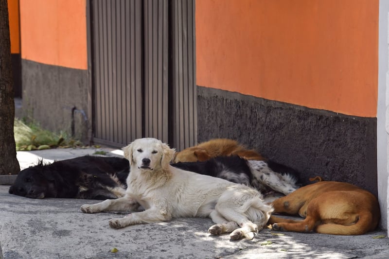 Se hace un llamado para dejar alimento y agua a perros de la calle.