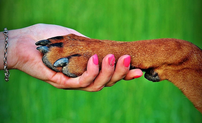 Los veterinarios recomiendan no sacar a los perros en horas de intenso sol. / Foto: Pixabay