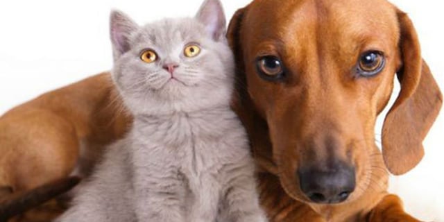 Revista busca la mascota más adorable de la isla