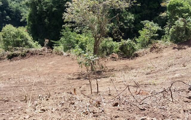 DRNA interviene con deforestación en cañón Las Bocas