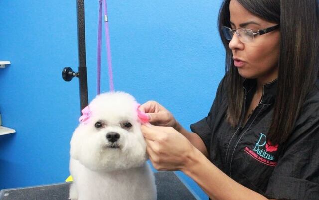 Secretos del “groomer” para el cuidado del perro