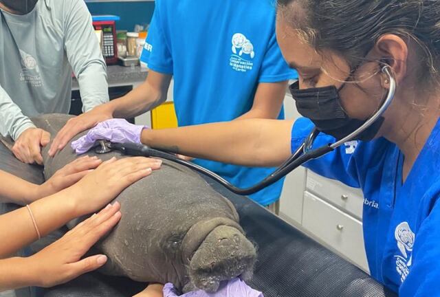 Rescatan manatí recién nacida en playa de Santa Isabel