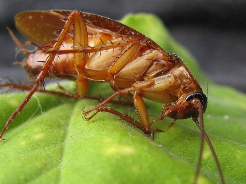 El asco es infinito al ver la cucaracha en la máquina de café. / Foto: Pixabay
