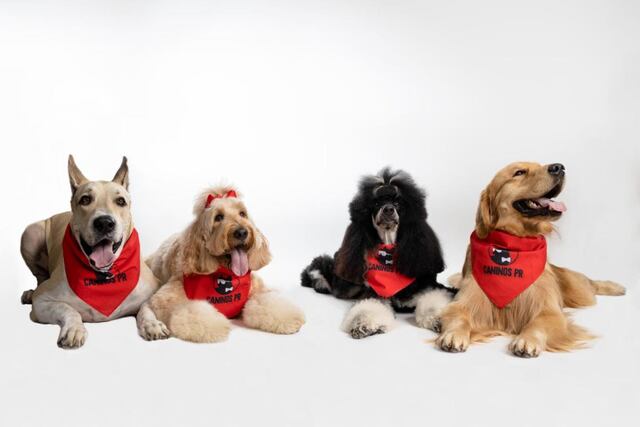 Regresa el ‘National Dog Day’