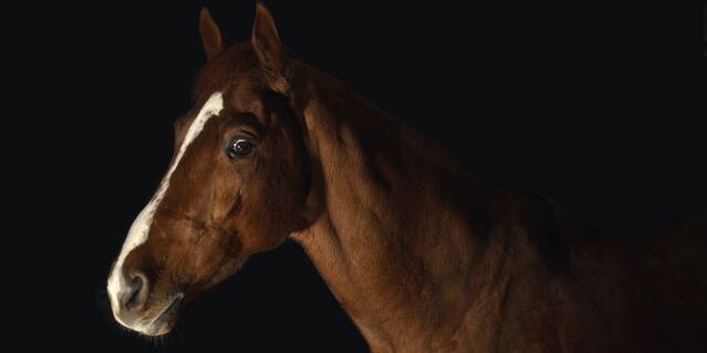 Buscan reglamentar las cabalgatas en vías públicas