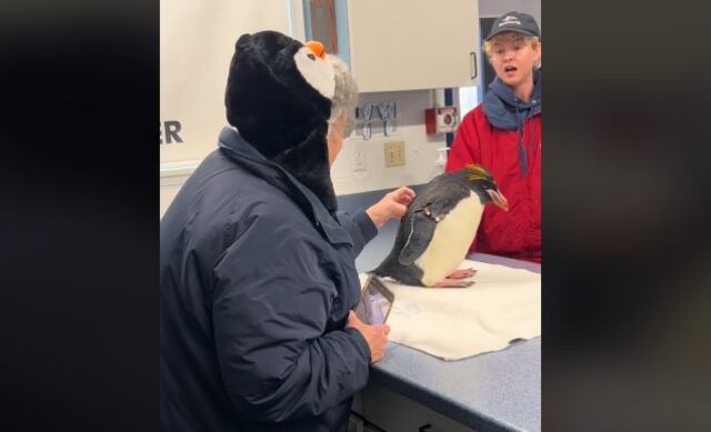 Emotiva reacción de anciana que llora al tocar un pingüino