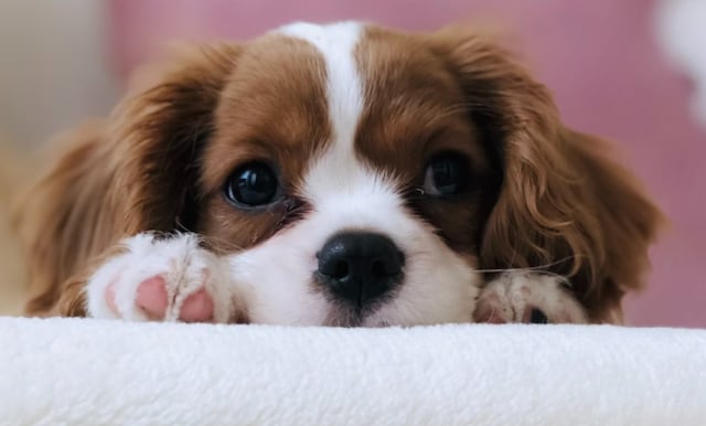 Clonación de mascotas: Cuesta $50 mil “duplicar” a un perro