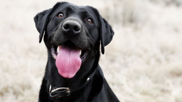 Senado da paso a sorteo de la Lotería que podría mover $1.8 millones al año para rescatar animales