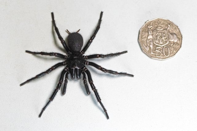 Hallan una de las arañas más grandes y venenosas del mundo en Australia