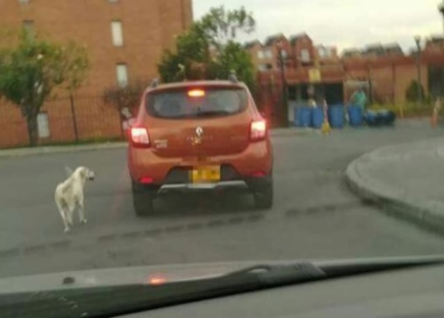 El viral que te romperá el corazón: abandona a su perrito en un parque mediante engaños y huye en su auto