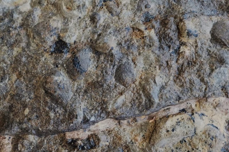 La construcción de una carretera al sur de España derivó en un hallazgo enorme: fósiles de especies anteriores a los dinosaurios.