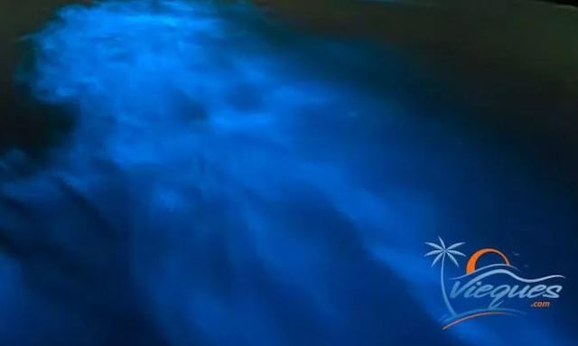 Organizaciones de Vieques reciben fondos para restaurar Bahía Bioluminiscente