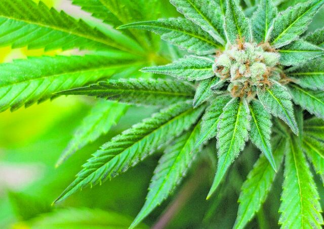 Apoyan que flor de cannabis siga en el mercado