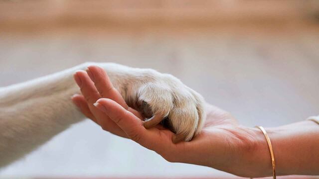 Colegio de Médicos Veterinarios anuncia grupo de apoyo para personas que han perdido a su mascota