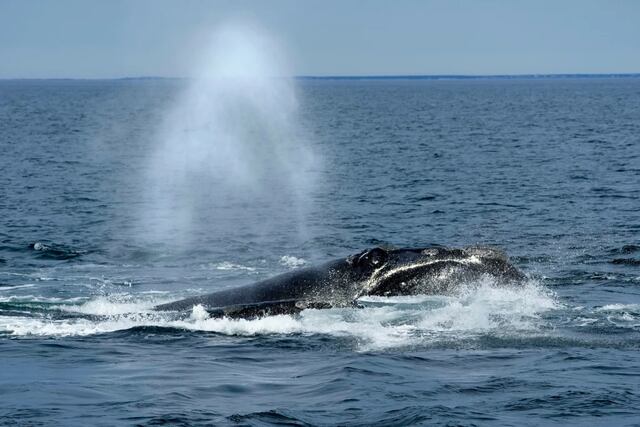 Regulador oceánico de Estados Unidos enfrenta críticas por cambios a norma de protección de la ballena franca