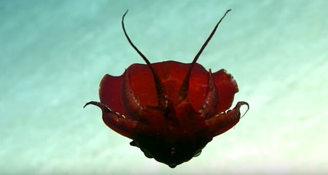Se descubre criatura ‘extraña’ en el golfo de México