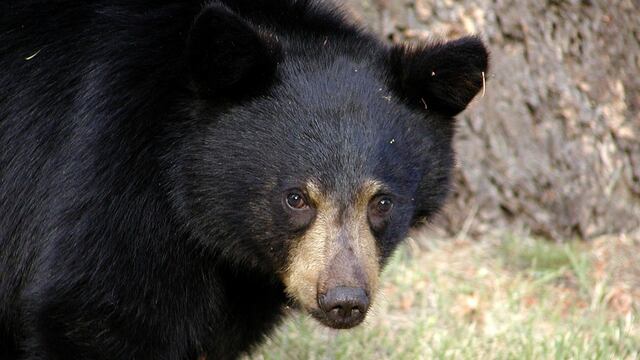 Oso mata a pareja en parque nacional en Canadá