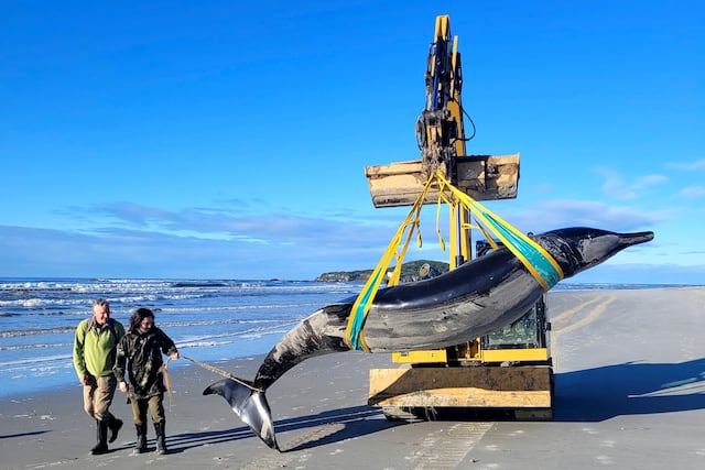 Ballena varada en Nueva Zelanda podría dar pistas sobre la especie más desconocida del mundo