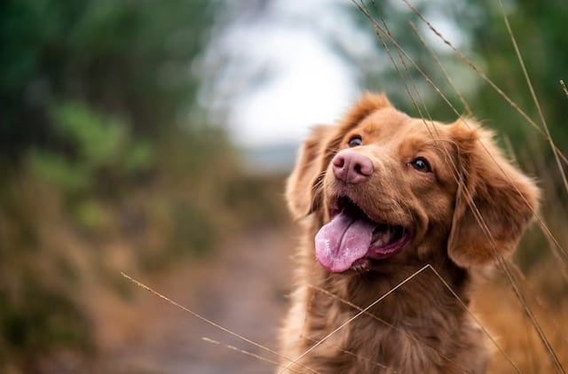 Los perros pueden detectar con el olfato el estrés humano, según científicos