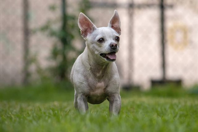 Buscan soluciones para controlar la sobrepoblación de animales abandonados en la isla