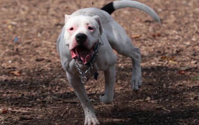 Pit bull muere luego que intentaran controlarlo tras ataque en Cupey