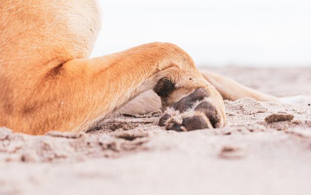 Menor sufre heridas en el rostro tras ataque de perro en San Sebastián