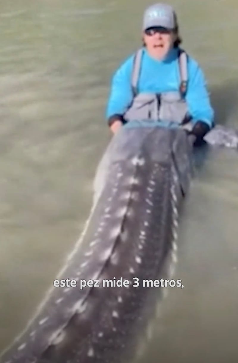El ejemplar capturado por pescadores en Canadá mide unos tres metros.