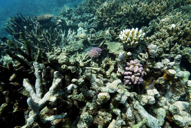 Puerto Rico será sede de importante conferencia internacional sobre ambiente marino