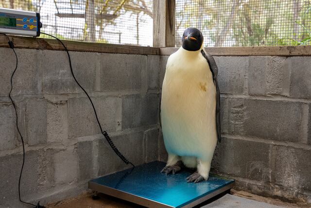 Aparece en playa turística el primer pingüino emperador documentado en Australia