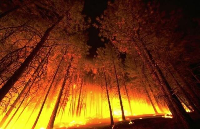 Los incendios forestales ya amenazan la producción mundial de madera