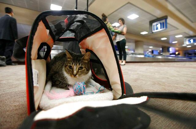 Estados Unidos ajusta normas para viajeros al volar con animales