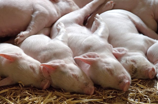 Gran descubrimiento: Nueva tecnología “resucita” los órganos de un cerdo muerto
