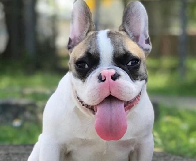 Arrollan de muerte a Wax, el perro de la Burbu