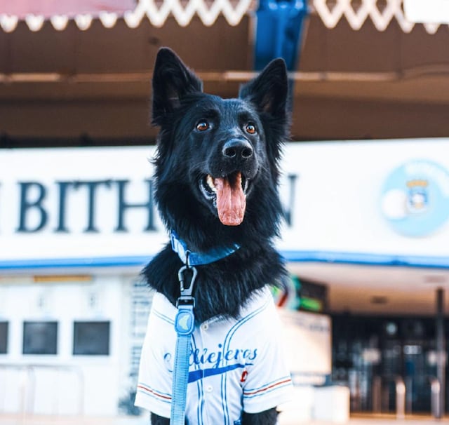 Conoce a Salvatore, el primer “bat dog” en Puerto Rico