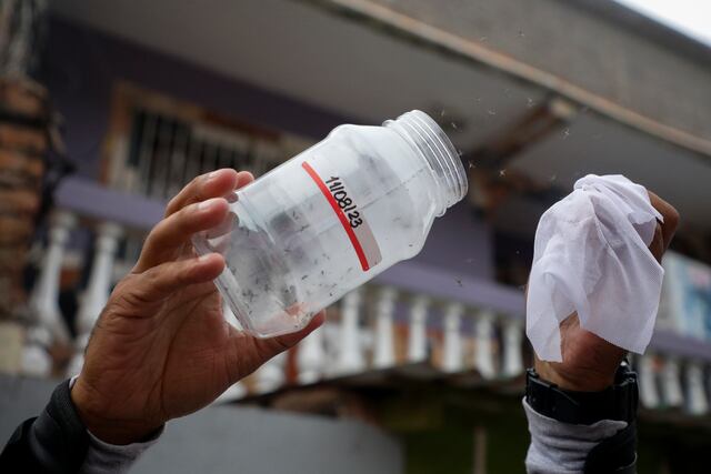 Mosquitos podrían ser aliados para combatir el dengue