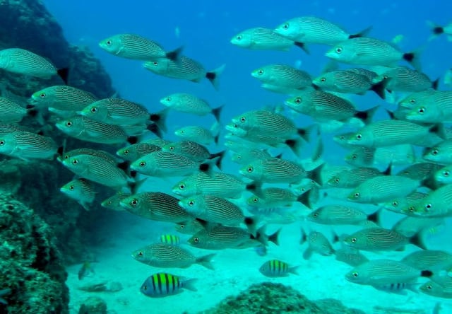 Calentamiento oceánico provoca un descenso de la cantidad de peces del 20 % anual