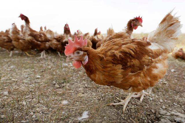 Sacrificarán 1,2 millones de pollos en granja de Iowa por gripe aviar