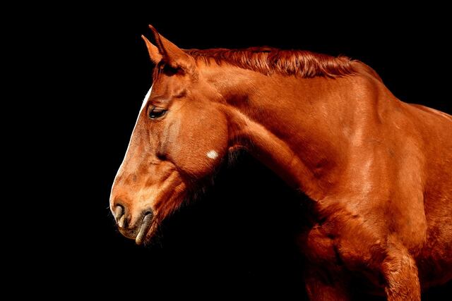 Organización rescata tres caballos del Hipódromo Camarero que iban a enfrentar la eutanasia