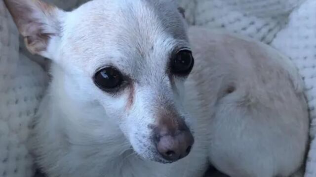 Arrestan a hombre de 29 años por matar al perro de su mamá en Loíza
