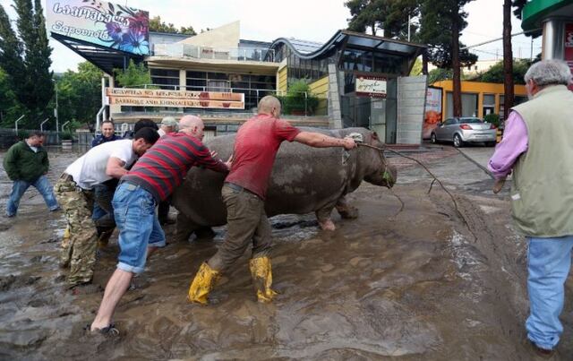 Lluvia provoca estampida en zoológico y al menos 12 muertos